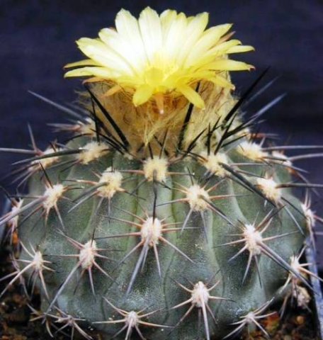 Islaya_copiapoides